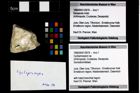 Foto (Objekt + Etikett) von Cycloprosopon sp.  (NHMW-GEO-1990-0041-2978)